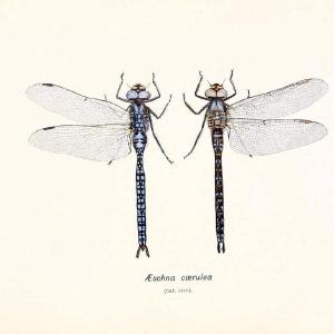 British dragonflies (Odonata)London,L.U. Gill,1900. | Dragon-flies "Great Britain" Odonata  | Vintage Print Reproduction 463722 Discount Latest