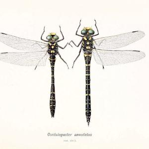 British dragonflies (Odonata)London,L.U. Gill,1900. | Dragon-flies "Great Britain" Odonata  | Vintage Print Reproduction 463718 Cheap Pick A Best