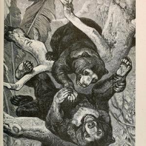 Brehm's Life of animals : Volume 1, MammaliaChicago :Marquis,1895. | "Animal behavior" Mammals  | Vintage Print Reproduction 463265 Buy Cheap For Nice