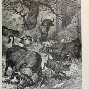 Brehm's Life of animals : Volume 1, MammaliaChicago :Marquis,1895. | "Animal behavior" Mammals  | Vintage Print Reproduction 463304 Clearance Marketable