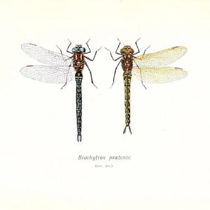 British dragonflies (Odonata)London,L.U. Gill,1900. | Dragon-flies "Great Britain" Odonata  | Vintage Print Reproduction 463720 Outlet Manchester