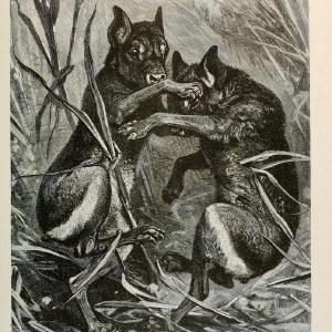 Brehm's Life of animals : Volume 1, MammaliaChicago :Marquis,1895. | "Animal behavior" Mammals  | Vintage Print Reproduction 463286 Clearance For Cheap