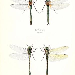 British dragonflies (Odonata)London,L.U. Gill,1900. | Dragon-flies "Great Britain" Odonata  | Vintage Print Reproduction 463716 Clearance Supply