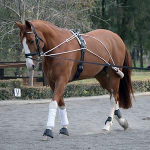 Zilco Lunge Training System Cheap Pice Top Quality