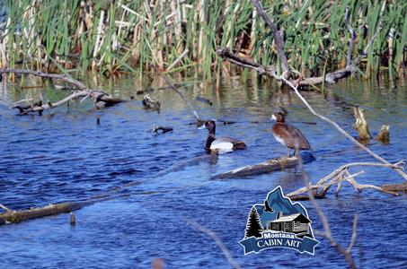 Minnesota Bluebill Ducks Best Seller