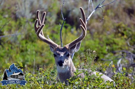 Mule Deer in Velvet Cheap Order
