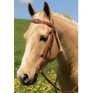 Cluster of Jewels Western Bridle Buy Cheap 2025
