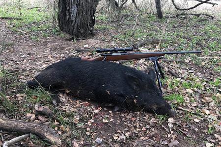 $149 for a 3 Hour Hog Hunt Buy Cheap Tumblr