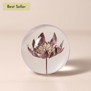 Astrantia Paperweight, Purple Clearance Classic