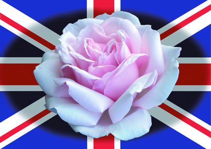 - English Rose Postcard - Pack of 5 Really Cheap