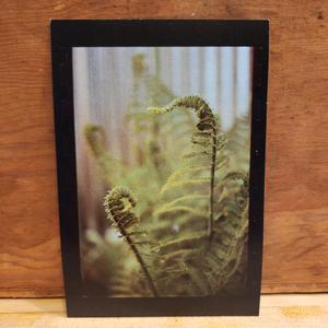 Unfurling Fern Postcard Perfect Cheap Online