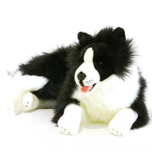 Big Jess the Border Collie Footlocker Pictures