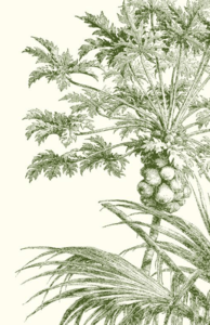 Alexa Pulitzer - Papaya A2 Notes Supply Online