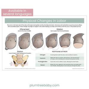 Physical Changes in Labor Poster Cheap Sale Popular