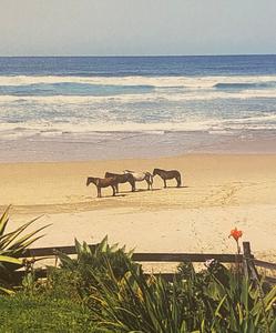 NOW SOLD Vintage Postcard of Horses on the Beach, Eastern Cape South Africa Cheap Best Wholesale