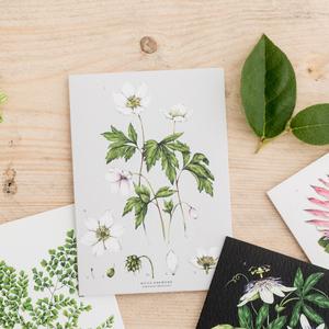 Botanical 'Wood Anemone' Species Card Cheap Fake