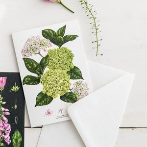 Botanical 'Hydrangea' Species Card Discount View