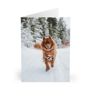 Happy Husky Greeting Cards (5 pcs) Buy Cheap Popular