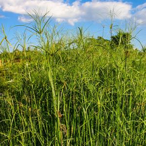 Mexican Papyrus Online Online Cheap Online