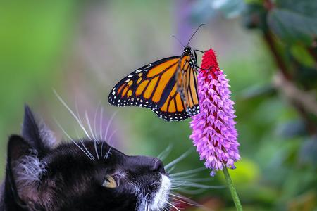 Gift Card - Monarch Butterfly with cat Cheap In China