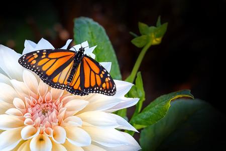 Card - Butterfly Clearance Cheap Real