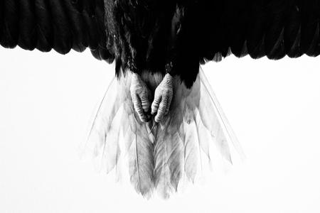 EAGLES PRAYER Buy Cheap 2025