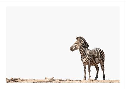 Zebra 4 2025 New Sale Online