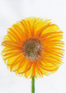 'Sunflower' Card Factory Outlet