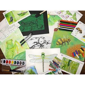 Homeschool Art A - Insects Are Fun! Sale Wide Range Of