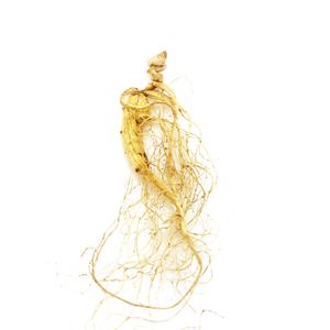 Premium Dry Panax (Asian) Ginseng Cheap Sale