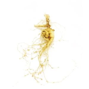 Premium Fresh Panax (Asian) Ginseng Buy