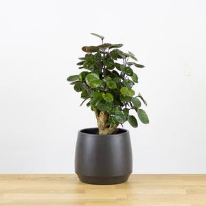 Polyscias scutellaria Fabian 'S' Recommend Sale Online