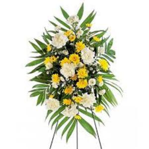 Yellow Dawn Spray Cost For Sale