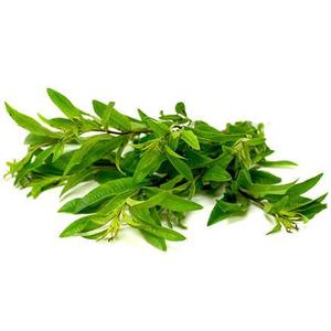 Pianta di Erba luisa o limonina vaso Best Sale Cheap Online