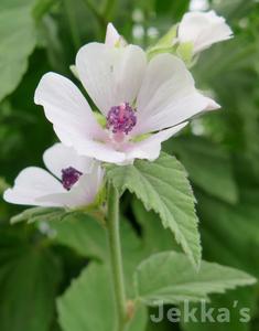 Althaea officinalis Low Pice