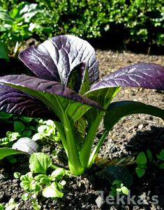 Brassica rapa rubra Chinesis Group Outlet Genuine