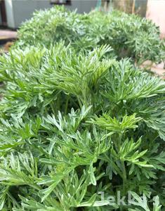 Artemisia absinthium Outlet Websites