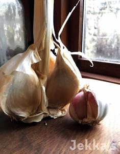 Allium sativum Buy Cheap Shop