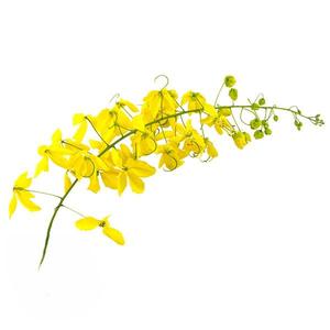 Cassia Essential Oil Cheap Visa Payment