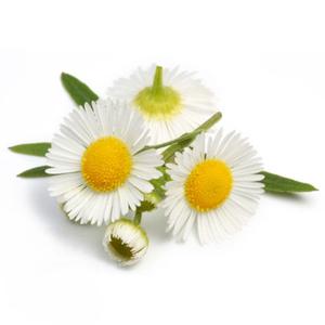 Chamomile Roman Floral Water Outlet 2025