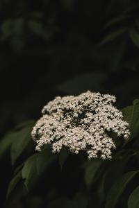 TONE Wild Elder Flower with Lavender Discount Cost