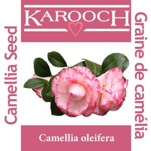 Camelia Seed Oil Nicekicks Cheap Online