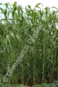 Broom Millet Cheap Sale How Much