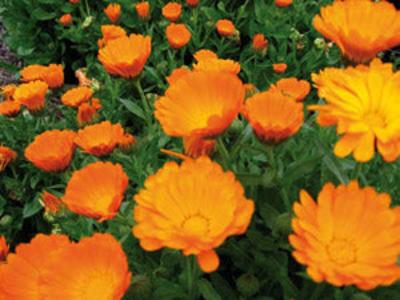 Calendula officinalis Discount 2025