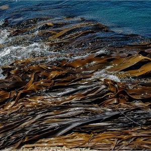 Bull Kelp Chipped 5 Kilos Cheap Sale From China