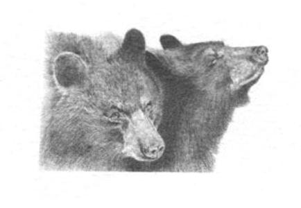 Black Bear B&W Free Shipping Fashionable
