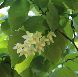 Benzoin Resinoid essential oil Sale Geniue Stockist