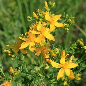 Herbal Oil - St John's Wort Pay With Visa For Sale