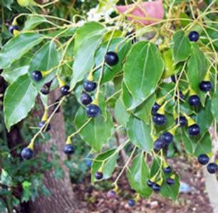 HO WOOD Essential oil Buy Cheap Best Store To Get