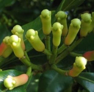 Clove bud organic essential oil Buy Cheap For Cheap